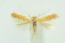 Phyllonorycter messaniella (Zeller, 1846)