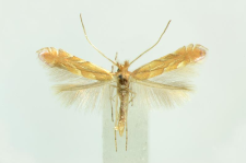 Phyllonorycter messaniella (Zeller, 1846)