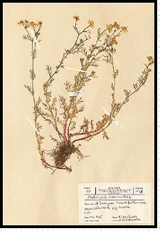Chamomilla recutita (L.) Rauschert