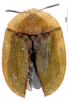 Cassida rubiginosa O.F. Müller, 1776