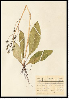 Crepis praemorsa (L.) Tausch