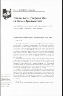 Transformacja genetyczna zbóż za pomocą Agrobacterium
