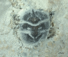 Goniodromites species