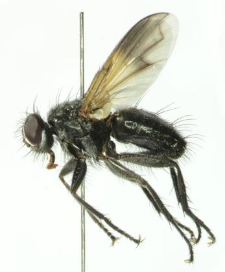 Paykullia maculata (Fallen, 1815)
