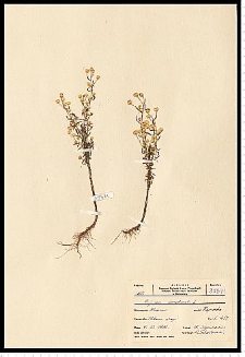 Conyza canadensis (L.) Cronquist