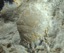 Goniodromites kubai