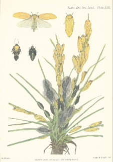 On the Habits of a species of Ptyeius in British East Africa