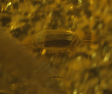 Aderidae