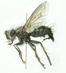 Campylocheta fuscinervis (Stein, 1924)