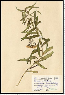Hieracium umbellatum L.