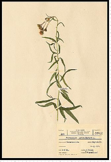 Hieracium umbellatum L.