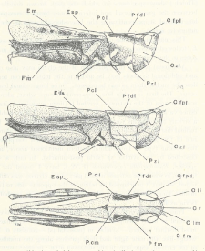 Colour variation in British Acrididae (Orthopt.)