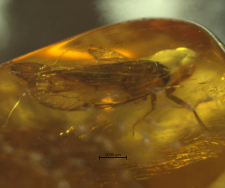 Hemiptera (Auchenorrhyncha)