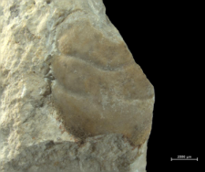Eodromites bernchrisdomiorum