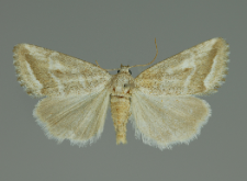Phyllophila obliterata (Rambur, 1833)