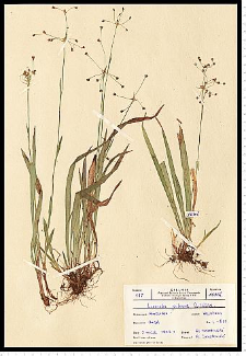 Luzula pilosa (L.) Willd.