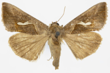 Macdunnoughia confusa