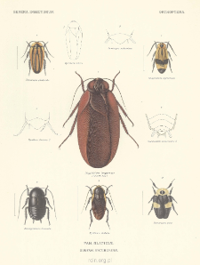 Orthoptera Fam. Blattid&aelig; Subfam. Nyctiborin&aelig;