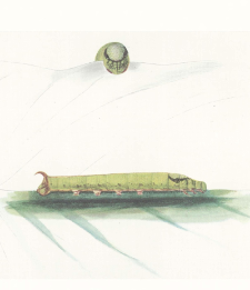 The Tree-viper-like larva of the Oriental Hawkmoth, Theretra s. silhetensis, Walker