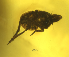 Hemiptera (Auchenorrhyncha)