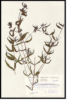 Melampyrum nemorosum L.