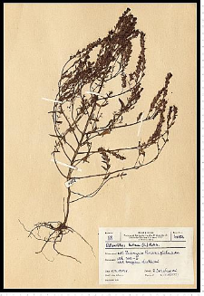 Orthanta lutea (L.) A. Kern. ex Wettst.