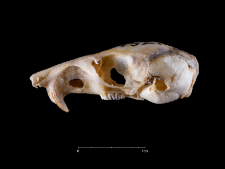 Perognathus spinatus