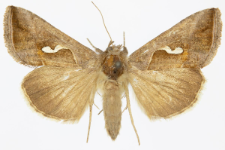 Macdunnoughia confusa
