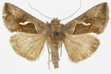 Macdunnoughia confusa