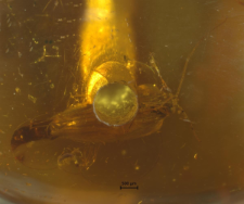 Trichoptera