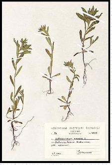 Lithospermum arvense L.