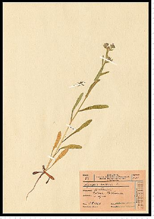 Anchusa arvensis (L.) M. Bieb.