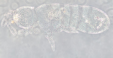 Folsomia quadrioculata