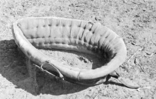 Padding of a horse collar