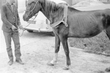 Horse with a breast harness of 