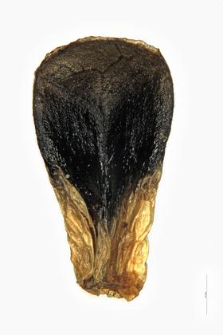 Galeobdolon luteum Huds.