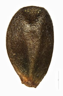 Ballota nigra L.