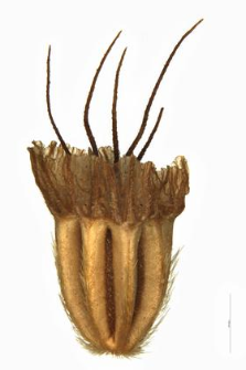 Scabiosa columbaria L.