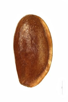 Phyteuma orbiculare L.