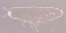 Heteraphorura variotuberculata