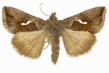Macdunnoughia confusa