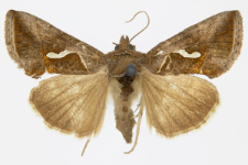 Macdunnoughia confusa