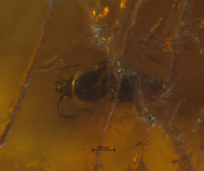 Mycetophagidae