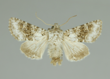 Hecatera bicolorata (Hufnagel, 1766)