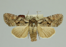 Lacanobia thalassina (Hufnagel, 1766)
