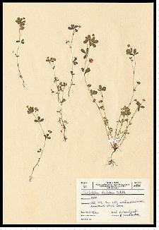 Trifolium dubium Sibth.