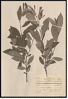 Salix repens subsp. arenaria (L.)Hiit.