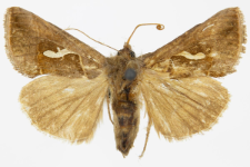 Macdunnoughia confusa