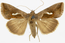 Macdunnoughia confusa