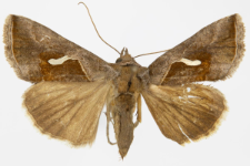 Macdunnoughia confusa
